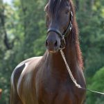 Oásis Interagro, Puro Sangue Lusitano castrado à venda/TUPA