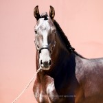 Oásis Interagro, Puro Sangue Lusitano castrado à venda/Interagro Lusitanos