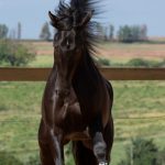 Oásis Interagro, Puro Sangue Lusitano castrado à venda/TUPA