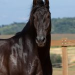 Oásis Interagro, Puro Sangue Lusitano castrado à venda/TUPA