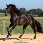 Oásis Interagro, Puro Sangue Lusitano castrado à venda/TUPA