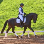 Oásis Interagro, Puro Sangue Lusitano preto castrado à venda/TUPA