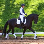 Oásis Interagro, Puro Sangue Lusitano preto castrado à venda/TUPA