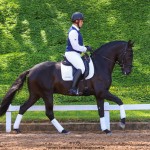 Oásis Interagro, Puro Sangue Lusitano preto castrado à venda/TUPA