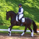 Oásis Interagro, Puro Sangue Lusitano preto castrado à venda/TUPA