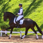 Oásis Interagro, Puro Sangue Lusitano preto castrado à venda/TUPA