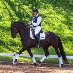 Oásis Interagro, Puro Sangue Lusitano preto castrado à venda/TUPA