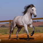 Orville Interagro/TUPA