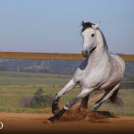 Orville Interagro/TUPA