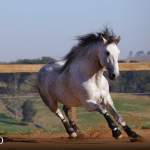 Orville Interagro/TUPA