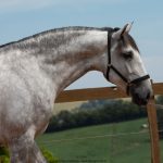 Obvius Interagro, Puro Sangue Lusitano tordilho/Foto: TUPA