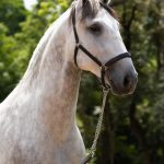 Obvius Interagro, Puro Sangue Lusitano tordilho/Foto: TUPA