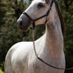 Obvius Interagro, Puro Sangue Lusitano tordilho/Foto: TUPA