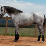 Obvius Interagro, Puro Sangue Lusitano tordilho/Foto: TUPA