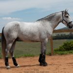 Obvius Interagro, Puro Sangue Lusitano tordilho/Foto: TUPA