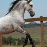 Obvius Interagro, Puro Sangue Lusitano tordilho/Foto: TUPA