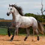 Obvius Interagro, Puro Sangue Lusitano tordilho/Foto: TUPA