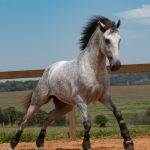 Obvius Interagro, Puro Sangue Lusitano tordilho/Foto: TUPA