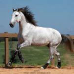 Obvius Interagro, Puro Sangue Lusitano tordilho/Foto: TUPA