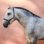 Obvius Interagro, Puro Sangue Lusitano tordilho à venda/Interagro Lusitanos