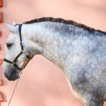Obvius Interagro, Puro Sangue Lusitano tordilho à venda/Interagro Lusitanos