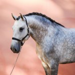 Obvius Interagro, Puro Sangue Lusitano tordilho/Interagro Lusitanos