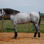 Obvius Interagro, Puro Sangue Lusitano tordilho/Interagro Lusitanos