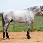 Obvius Interagro, Puro Sangue Lusitano tordilho/Interagro Lusitanos