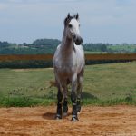 Obvius Interagro, Puro Sangue Lusitano tordilho/Interagro Lusitanos