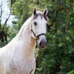 Obvius Interagro, Puro Sangue Lusitano tordilho/Interagro Lusitanos