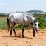 Obvius Interagro, Puro Sangue Lusitano tordilho/Interagro Lusitanos