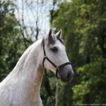 Obvius Interagro, Puro Sangue Lusitano tordilho à venda/Interagro Lusitanos