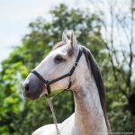 Obvius Interagro, Puro Sangue Lusitano tordilho/Interagro Lusitanos