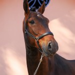 Ogodei Interagro/Interagro Lusitanos