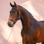 Ogodei Interagro/Interagro Lusitanos