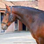 Ogodei Interagro/Interagro Lusitanos