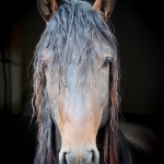 Ogodei Interagro/Interagro Lusitanos