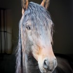 Ogodei Interagro/Interagro Lusitanos