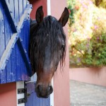 Ogodei Interagro/Interagro Lusitanos