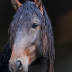 Ogodei Interagro/Interagro Lusitanos