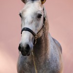 Orville Interagro/Interagro Lusitanos