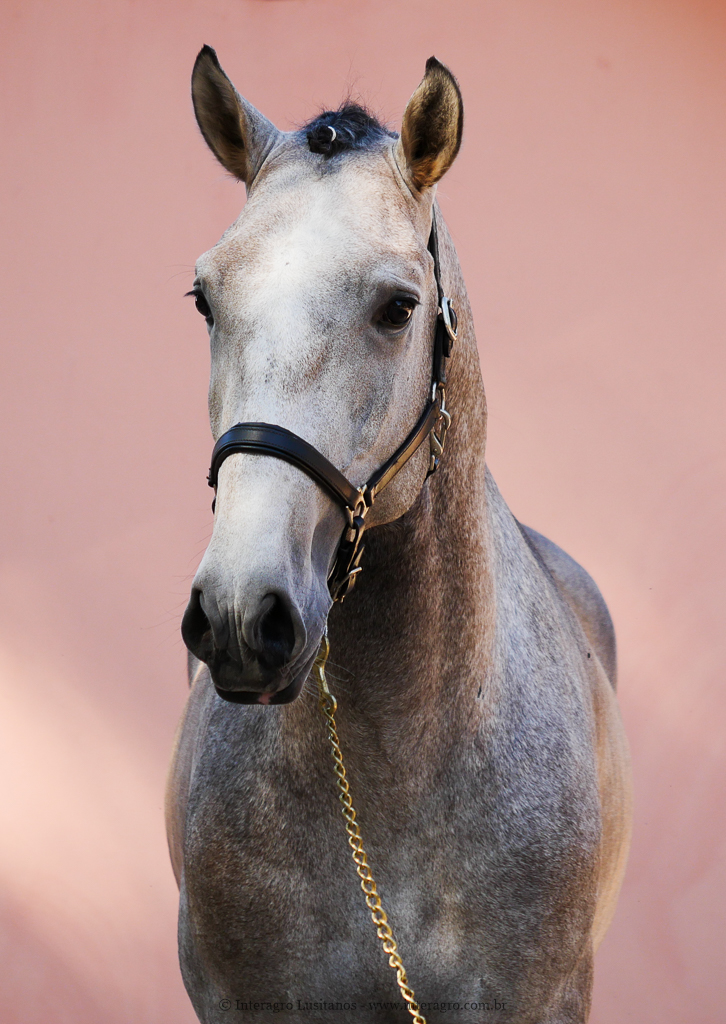 Orville Interagro/Interagro Lusitanos