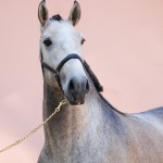 Orville Interagro/Interagro Lusitanos