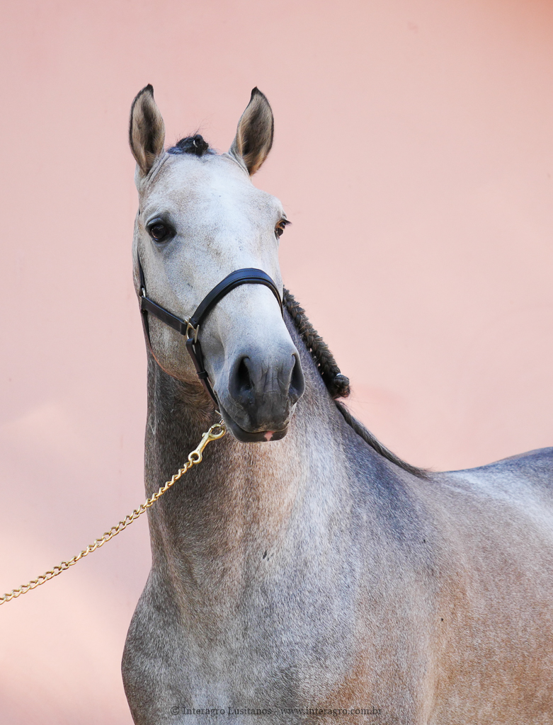 Orville Interagro/Interagro Lusitanos