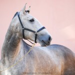 Orville Interagro/Interagro Lusitanos