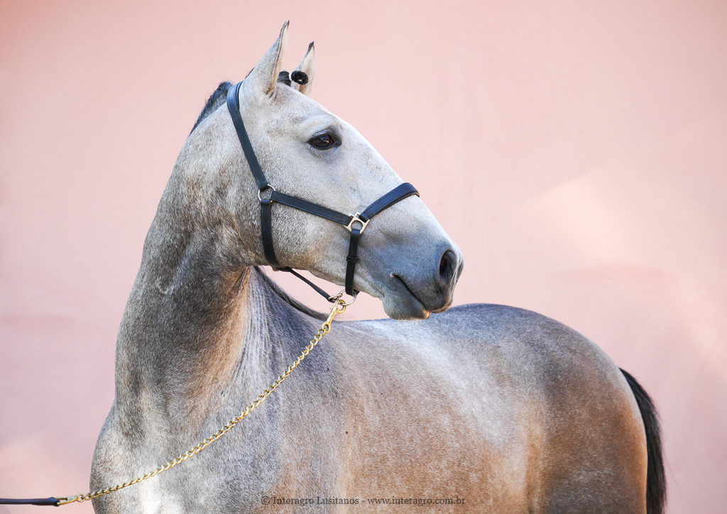 Orville Interagro/Interagro Lusitanos