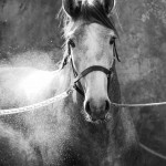 Orville Interagro/Interagro Lusitanos