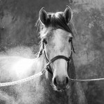 Orville Interagro/Interagro Lusitanos