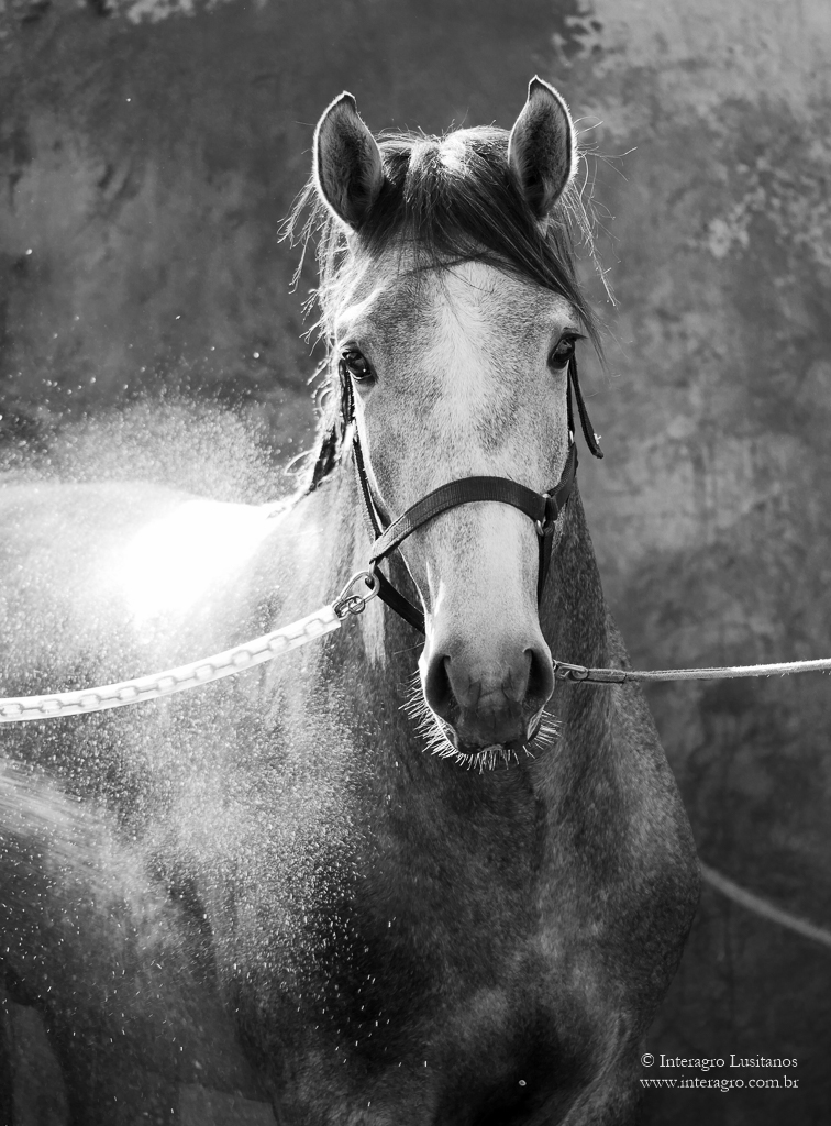 Orville Interagro/Interagro Lusitanos