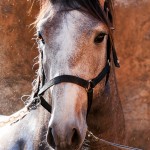 Orville Interagro/Interagro Lusitanos